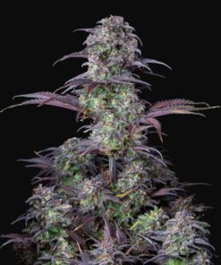 Blueberry Auto Fast Buds Seeds