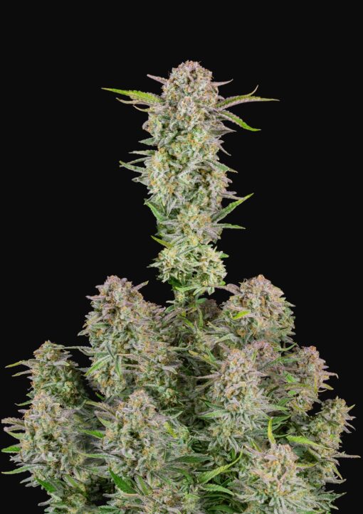 Bruce Banner Auto Fast Buds Seeds