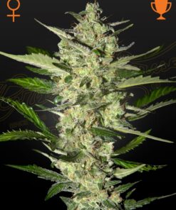 Flowerbomb Kush Green House Seeds