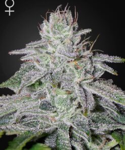 Franco's Lemon Cheese Green House Seeds
