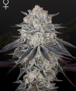 Fullgas Green House Seeds