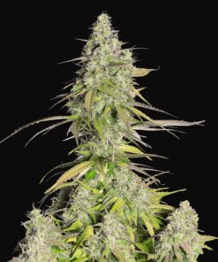Girl Scout Cookies Auto Fast Buds Seeds
