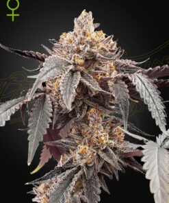 Guava x Gelato 41 Auto Green House Seeds