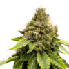 Karel's Dank regular SuperSativaSeedClub