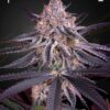 King's Juice Green House Seeds