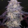 King's Juice Auto Green House Seeds
