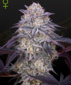 King's Juice Auto Green House Seeds