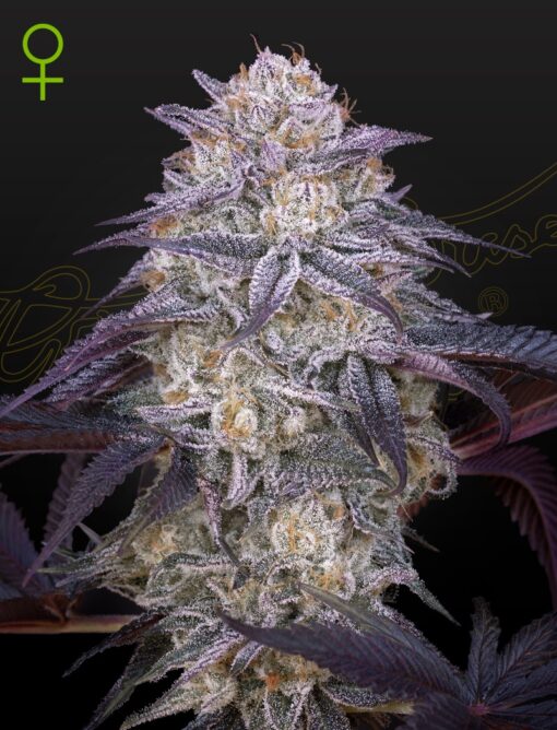 King's Juice Auto Green House Seeds