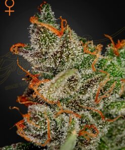 King's Kush Green House Seeds