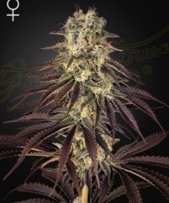 Kong's Krush Green House Seeds