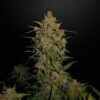 Lemon AK Auto Fast Buds Seeds