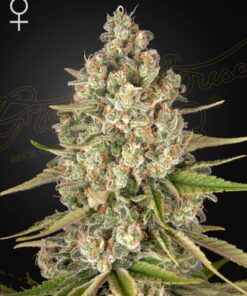 Lost Pearl Green House Seeds