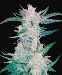 Mexican Airlines Auto Fast Buds Seeds