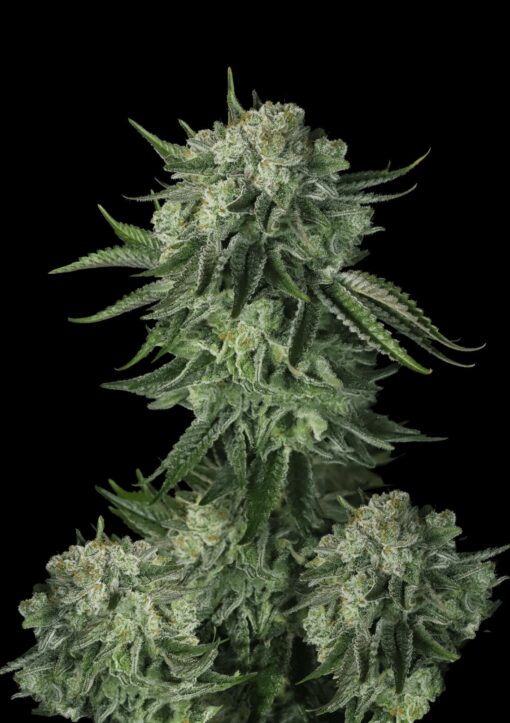 Moby Dick Auto Fast Buds Seeds
