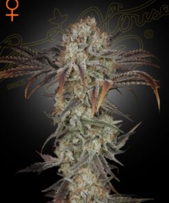 Money Maker Green House Seeds