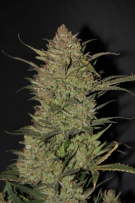 OG Kush Auto Fast Buds Seeds