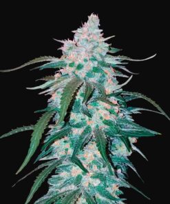 Pineapple Express Auto Fast Buds Seeds