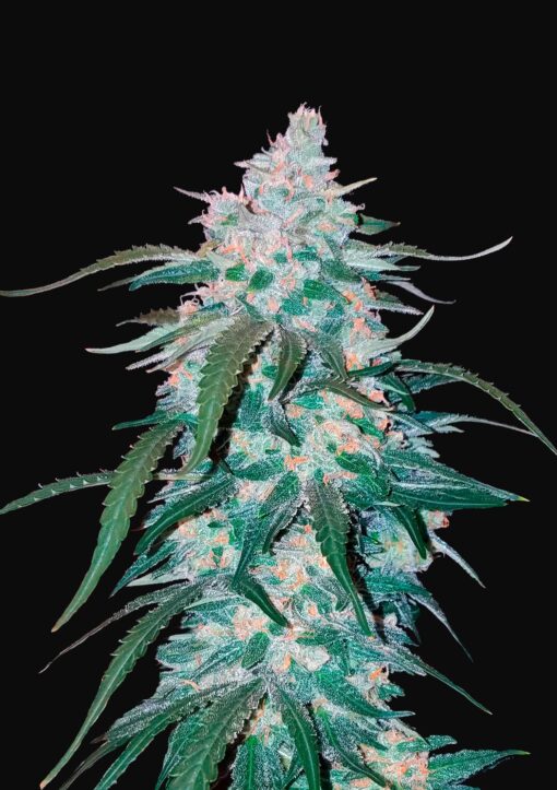 Pineapple Express Auto Fast Buds Seeds