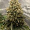 Power Plant Auto Dutch Passion Seeds
