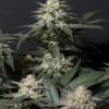 Purple Lemonade FF Fast Buds Seeds