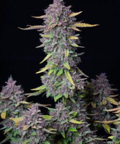 Purple Punch Auto Fast Buds Seeds