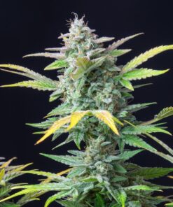 Quick One Auto Royal Queen Seeds