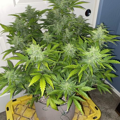 Russian Auto Fast Buds Seeds