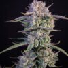 Strawberry Gorilla Auto Fast Buds Seeds