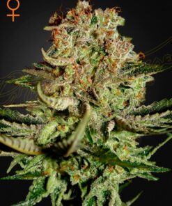 Super Bud Green House Seeds
