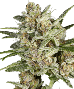 Super Mad Sky Floater SuperSativaSeedClub