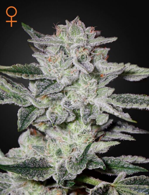 Sweet Valley Kush Green House Seeds