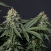 Tropicana Cookies FF Fast Buds Seeds