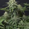 Wedding Cheesecake FF Fast Buds Seeds