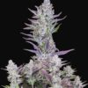 Wedding Glue Auto Fast Buds Seeds