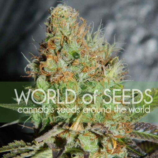Afghan Kush Special World of Seeds