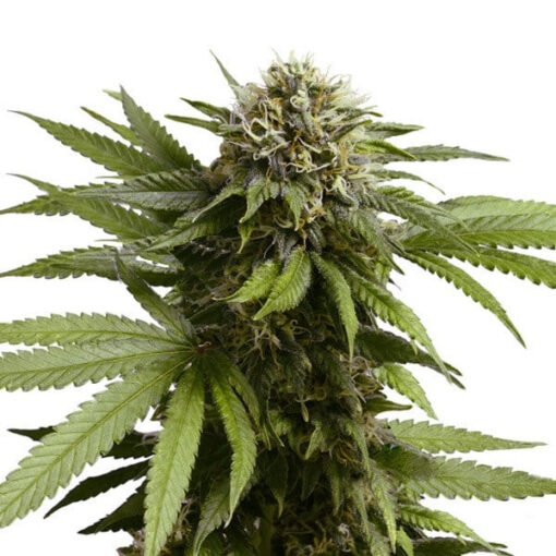 Apple Fritter Auto Royal Queen Seeds