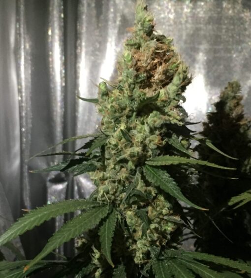 Blue Cheese Royal Queen Seeds