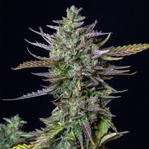Blue Cheese Auto Royal Queen Seeds