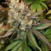 Blue Gelato Royal Queen Seeds