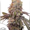 Candy Bubatz XL Auto Dutch Passion Seeds