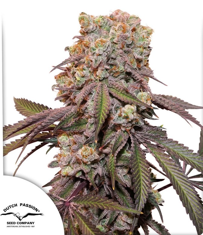 Candy Bubatz XL Auto Dutch Passion Seeds