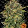 Cheese Barneys Farm Seeds
