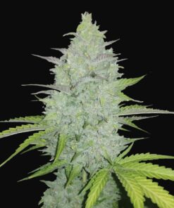 Cheese Auto Fast Buds Seeds