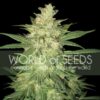 Colombian Gold Ryder Auto WorldOfSeeds