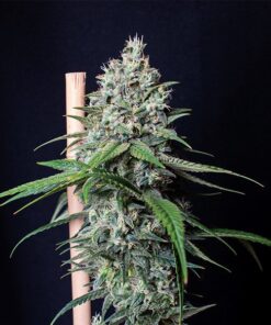 Cookies Gelato Royal Queen Seeds