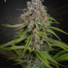 Deep Candy CBD Green House Seeds