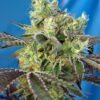 Do-Sweet-Dos Sweet Seeds