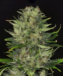 Dosidos Auto Kannabia Seeds