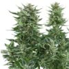 Easy Bud Auto Royal Queen Seeds