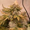 El Patron Royal Queen Seeds